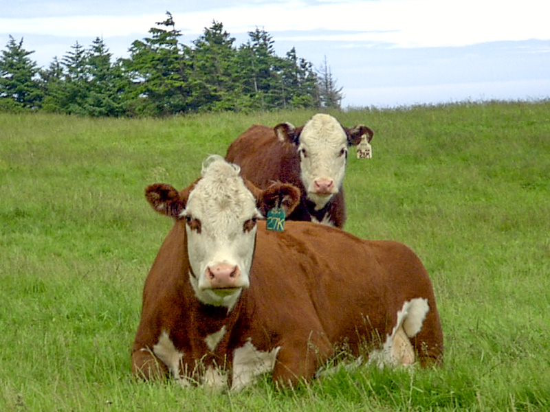 Hi Hog Calving Equipment 01