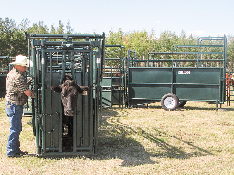 Hi Hog Cattle Handling Equipment