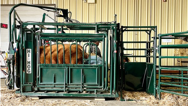 A cow being treated by a veterinarian in a Hi-Hog Cattle Handling Squeeze Chute using Access from an adjustable Palpation Cage.