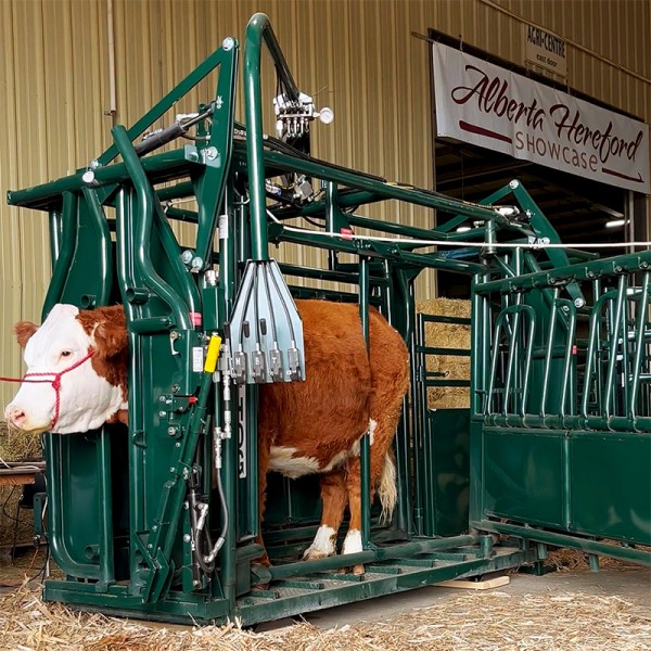 A veterinarian having access to the entire side of an animal using a Hi-Hog cattle squeeze chute.