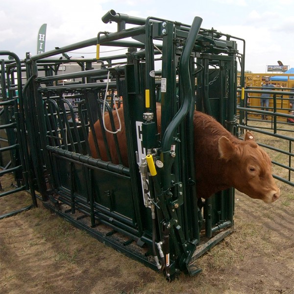 A cow is safely secured in a Hi-Hog Cattle Squeeze Chute in preparation for veterinary care.