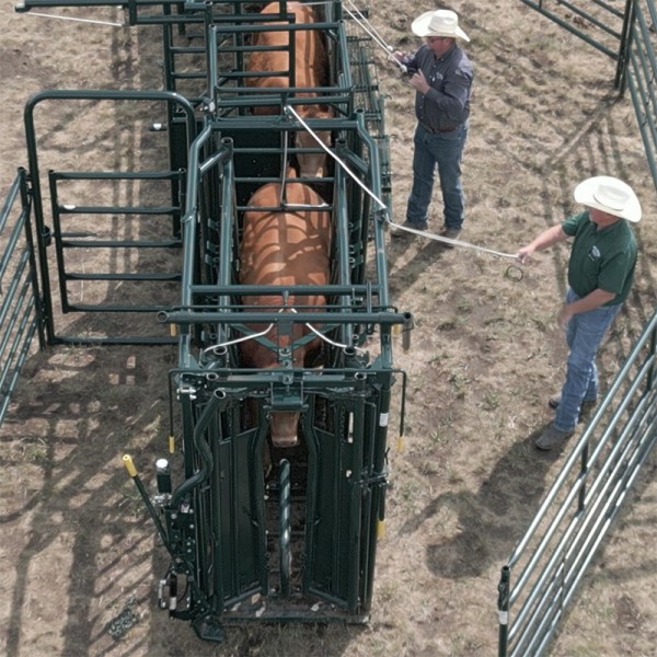 A cow safely held in a cattle squeeze chute for veterinary care